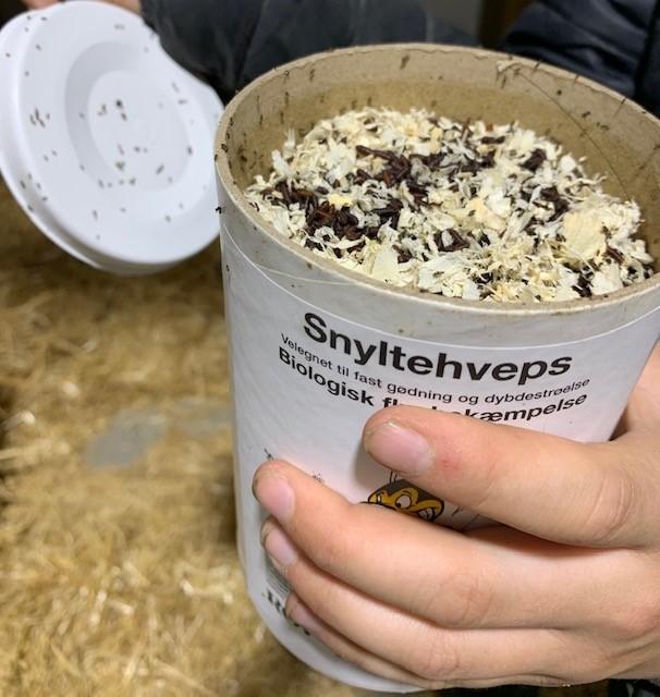Snyltehvepse