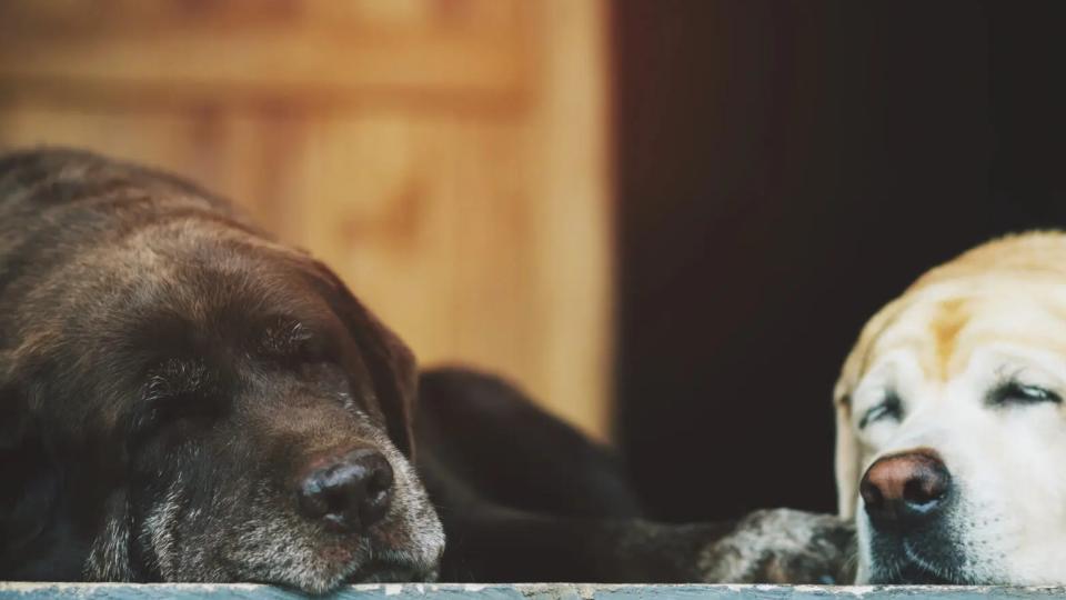 Sådan holder ARION din ældre hund mobil i længere tid.