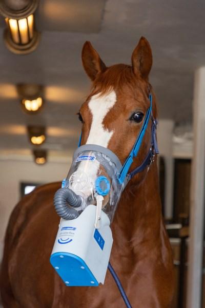 Hippomed Inhalator