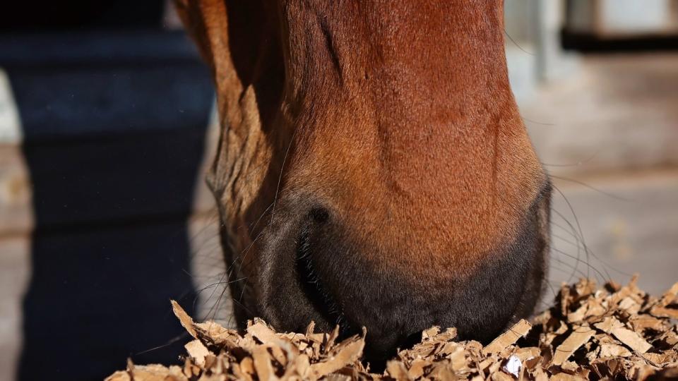 Optimer stalden – giv allergihesten bedre luft