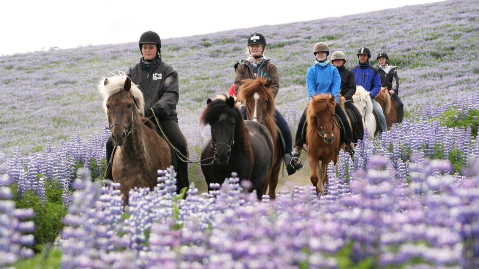 Den Islandske hest - Oplev Island på hesteryg med Travel Nord